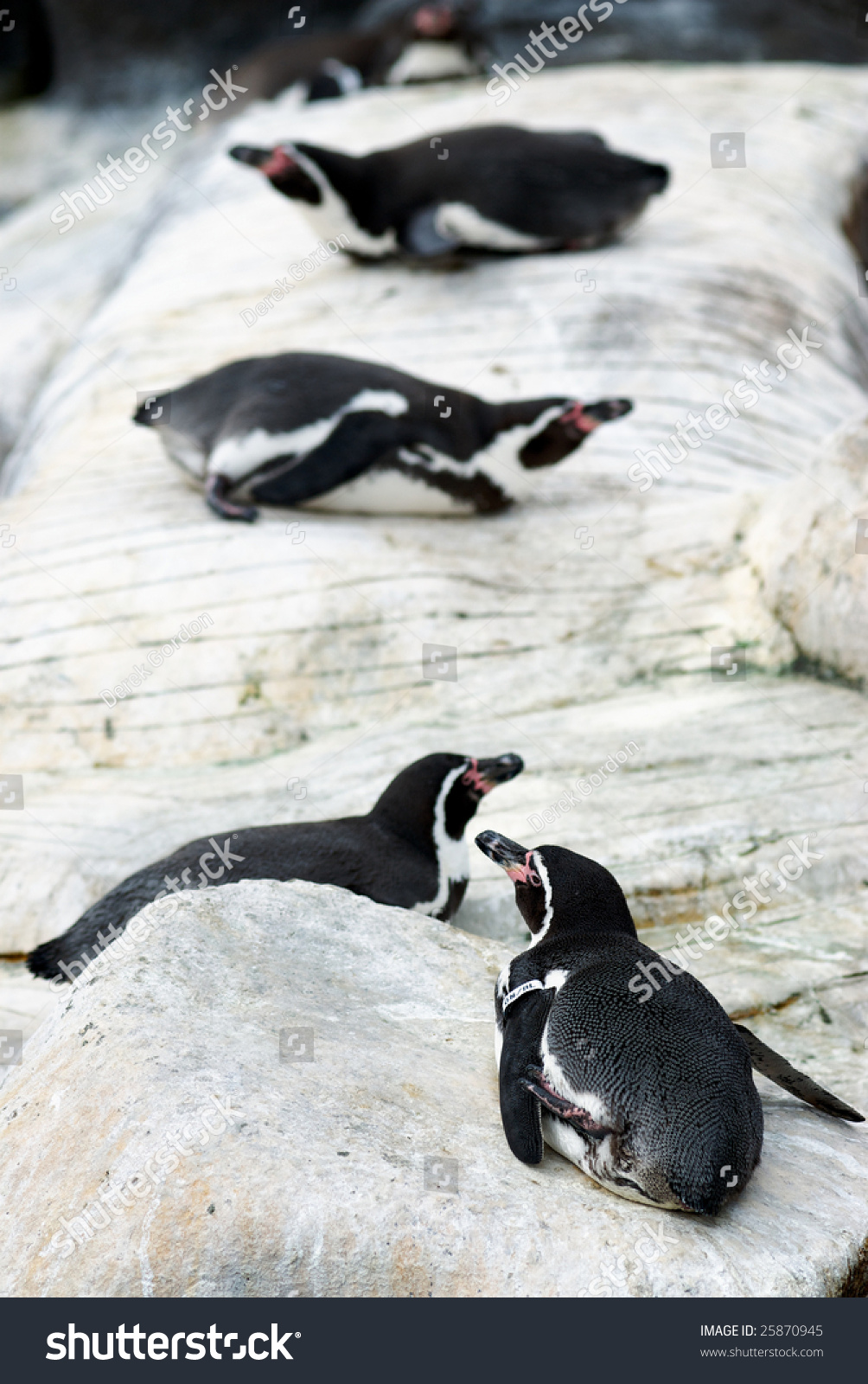 A Comical Line Of Black And White Penguins Laying On Their Bellies