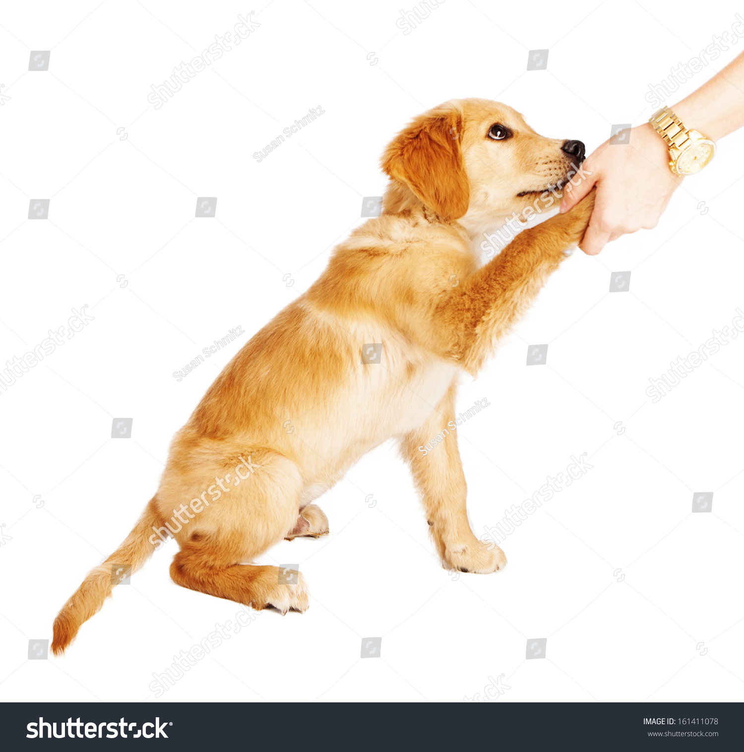 golden retriever paw problems a golden retriever puppy being trained to shake with his paw stock photo golden retriever paw problems a golden retriever puppy being trained to shake with his paw stock photo