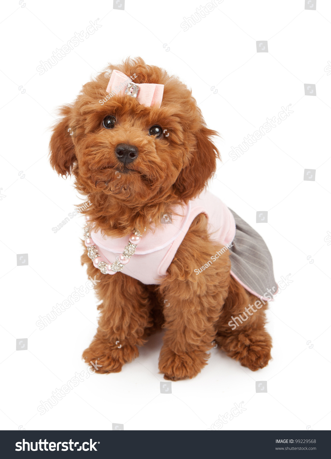 Cute Young Red Poodle Puppy Wearing Stock Photo 99229568 ...