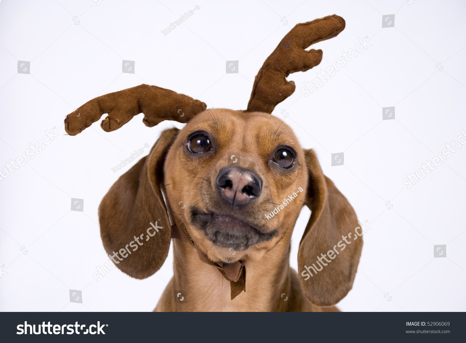 A Dachshund Breed Dog Look Like A Deer Stock Photo 52906069 : Shutterstock