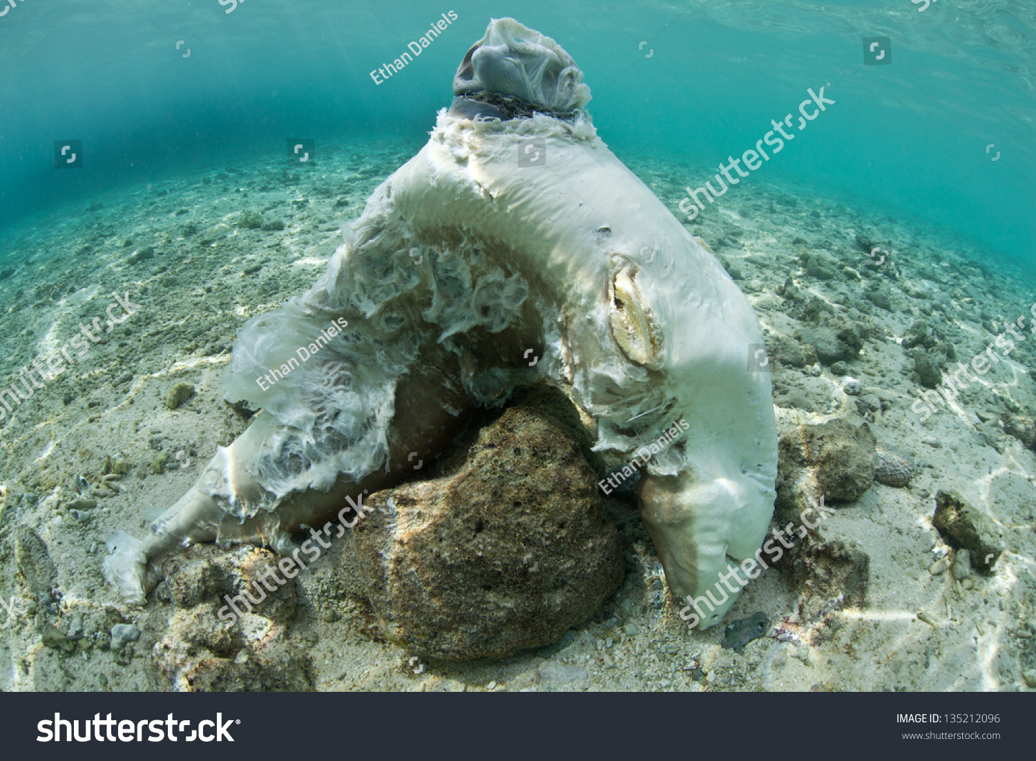 Shark fin option trade