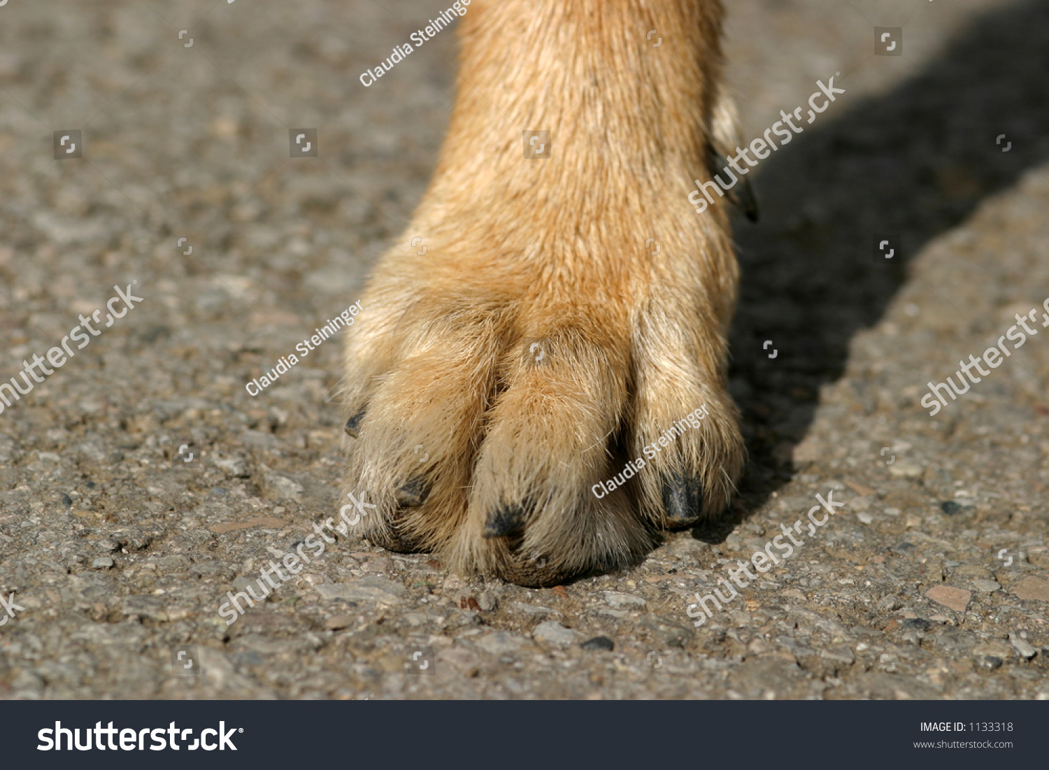 A Dog'S Foot Stock Photo 1133318 : Shutterstock