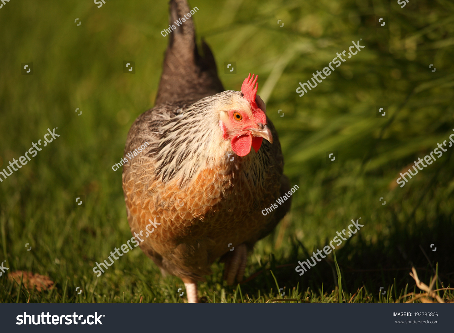 Domestic Chicken Dorking Breed Stock Photo 492785809 Shutterstock