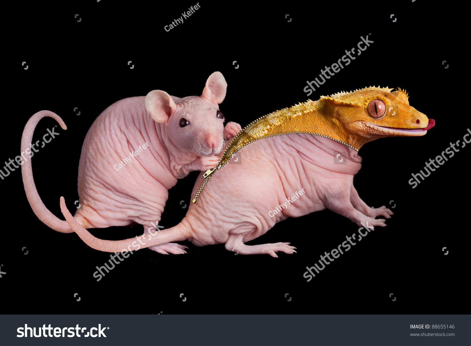 stock-photo-a-dwarf-hairless-rat-unzips-