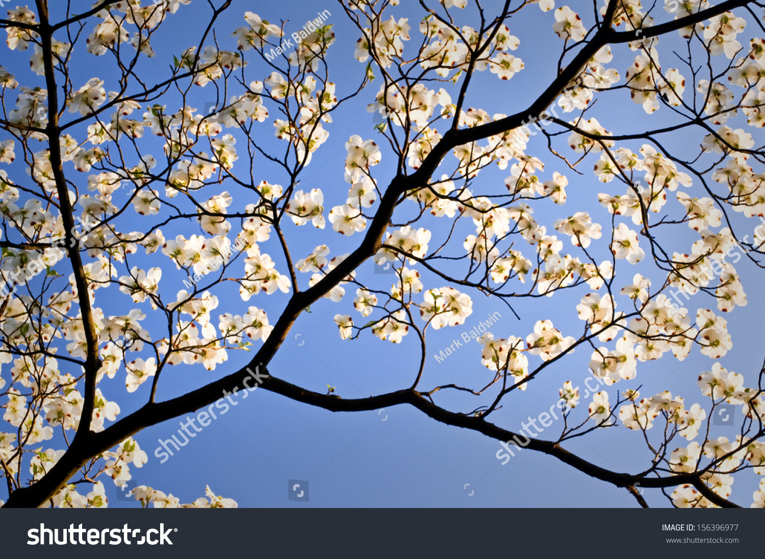 A Flowering Dogwood Tree Blooms On A Spring Day At The Morton Arboretum