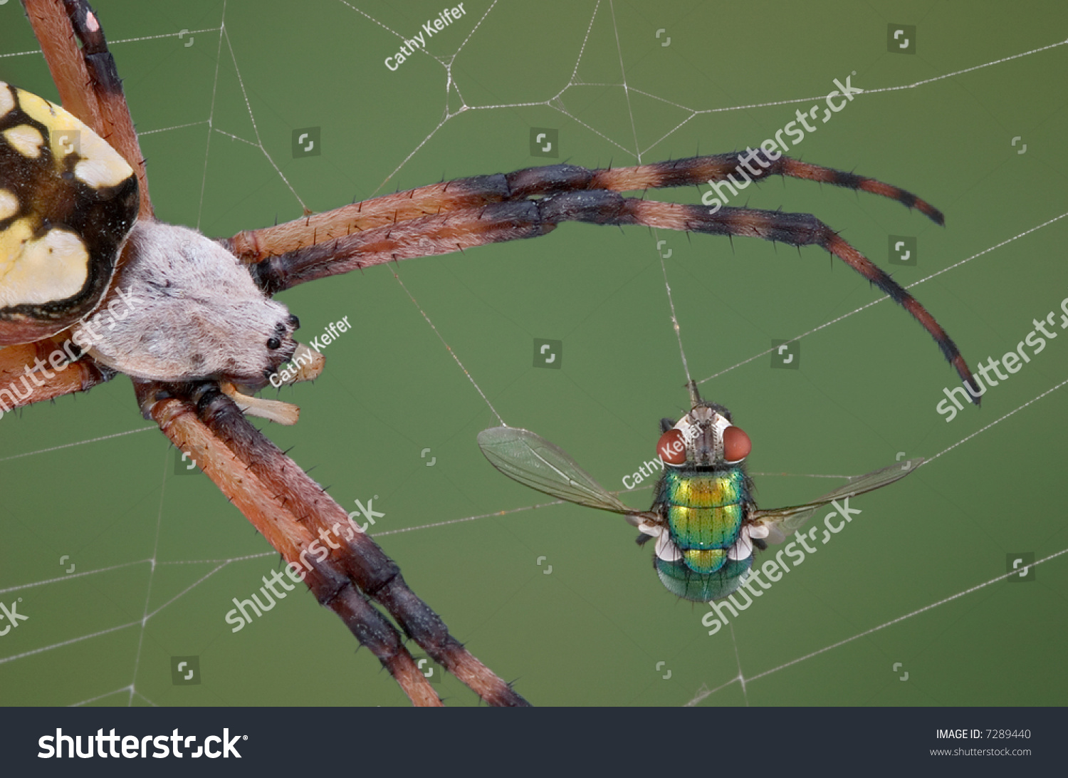 A Fly Is Caught In An Argiope Spider'S Web And The Spider Is Closing In