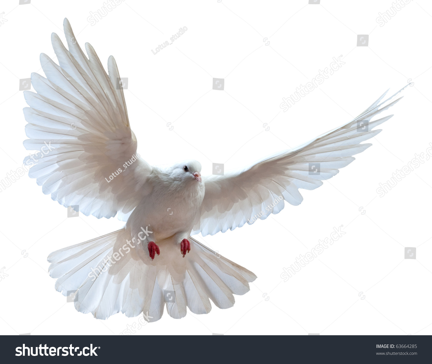 Free Flying White Dove Isolated On Stock Photo 63664285 - Shutterstock
