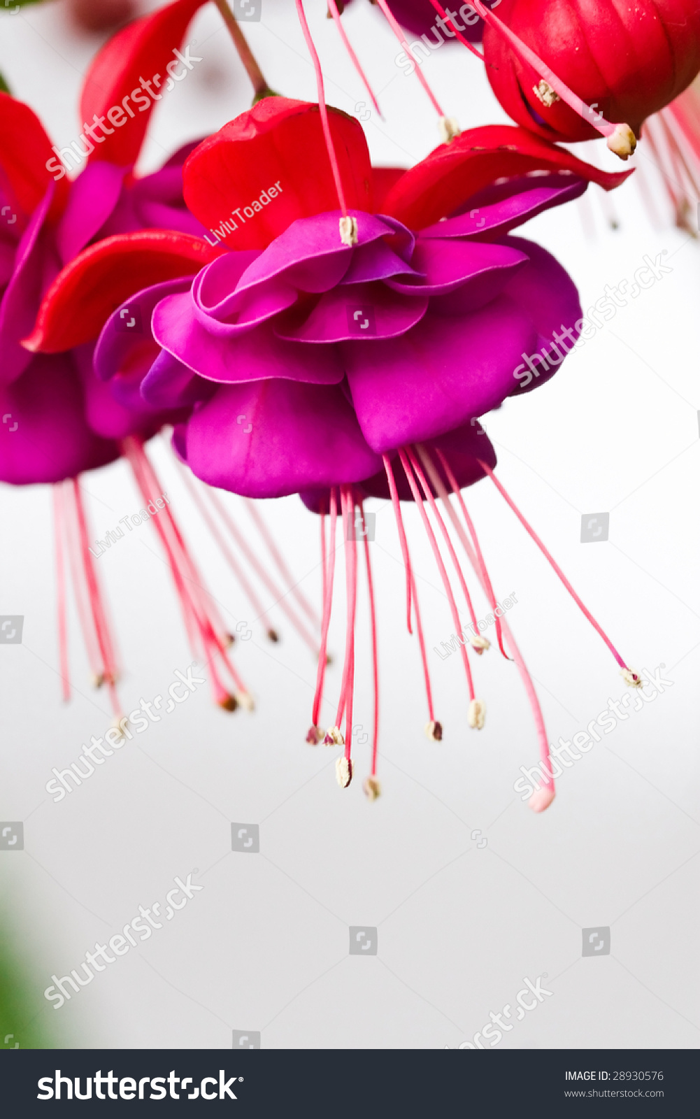 A Fuchsia Flower Stock Photo 28930576 : Shutterstock