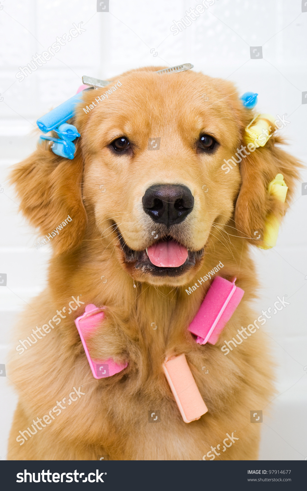 do golden retrievers hair or fur a photograph of a golden retriever sitting in a bath tub with colorful hair do golden retrievers hair or fur a photograph of a golden retriever sitting in a bath tub with colorful hair