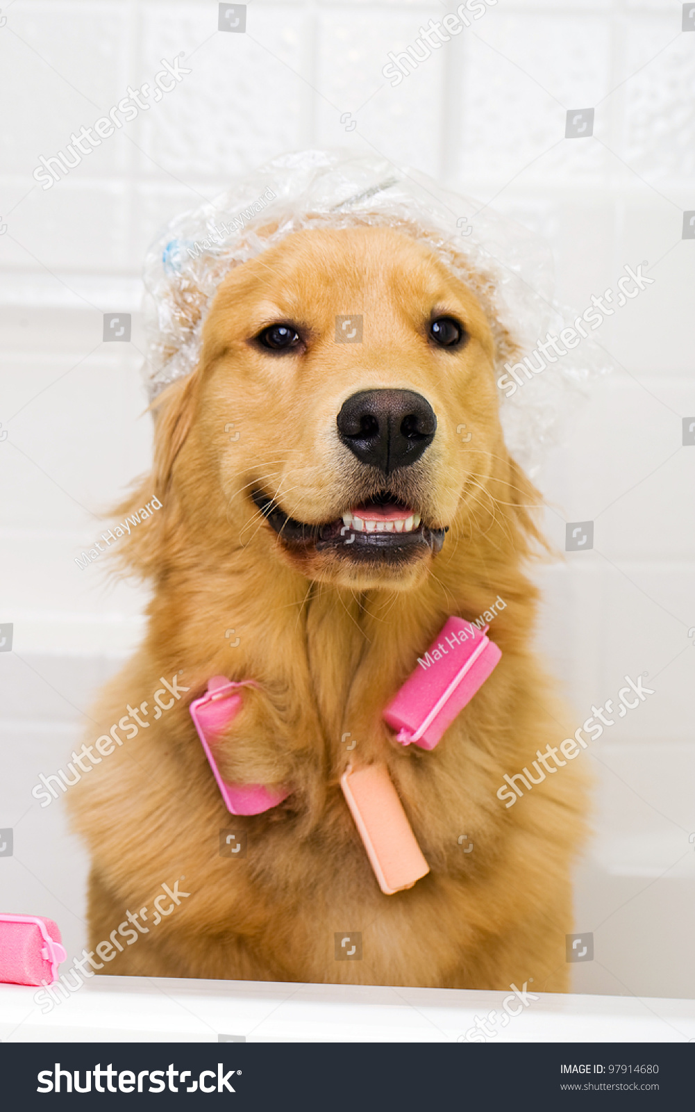 do golden retrievers hair or fur a photograph of a golden retriever sitting in a bath tub with colorful hair do golden retrievers hair or fur a photograph of a golden retriever sitting in a bath tub with colorful hair