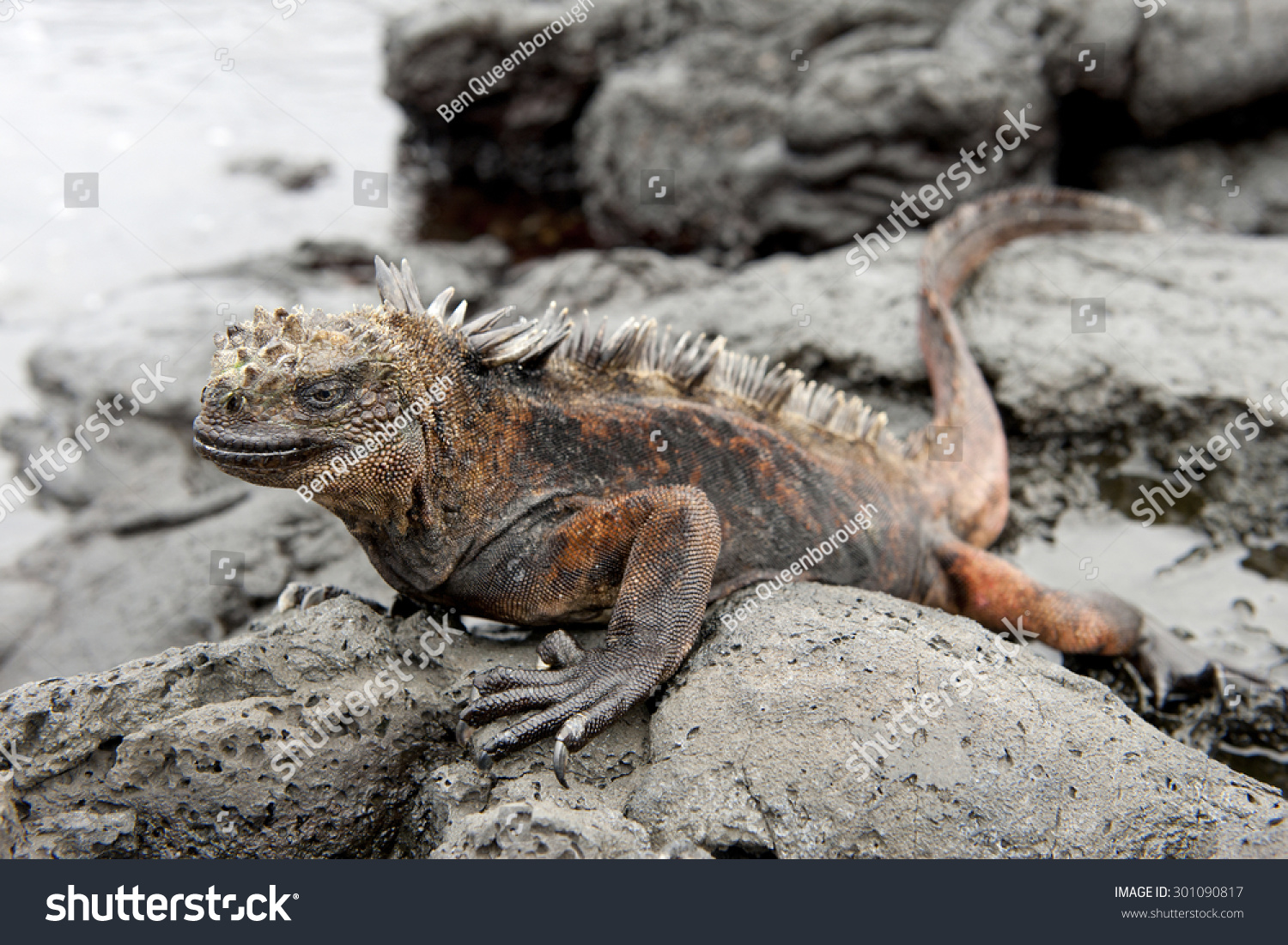 Galapagos Marine Iguana Resting On A A Galapagos Marine Iguana Resting On Lava Rocks