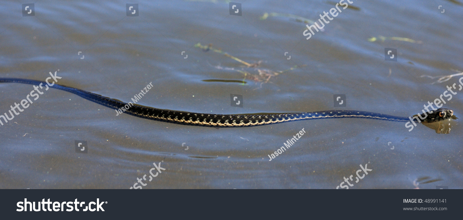 a-garter-snake-swimming-in-a-lake-stock-photo-48991141-shutterstock