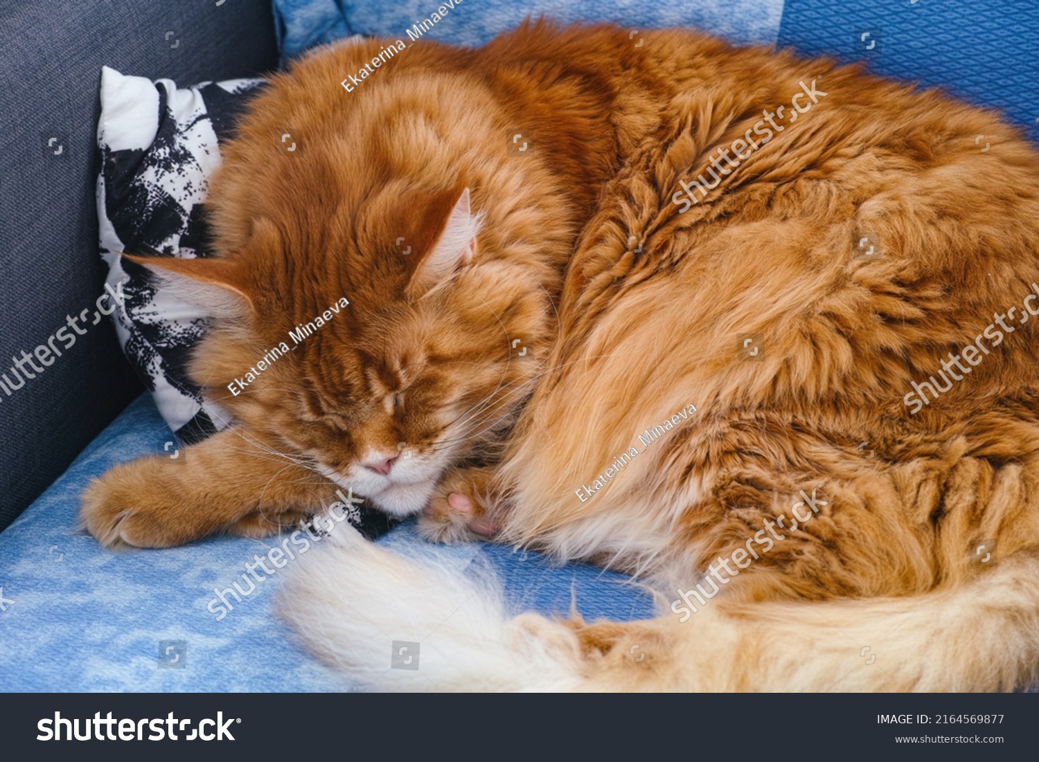 Ginger Maine Coon Cat Sleeping On Stock Photo 2164569877 Shutterstock