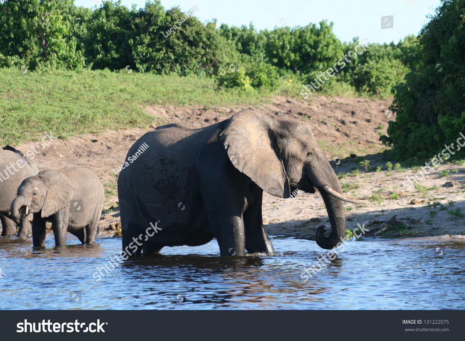 A Group Of Elephant In Their Natural Habitat Stock Photo 131222075