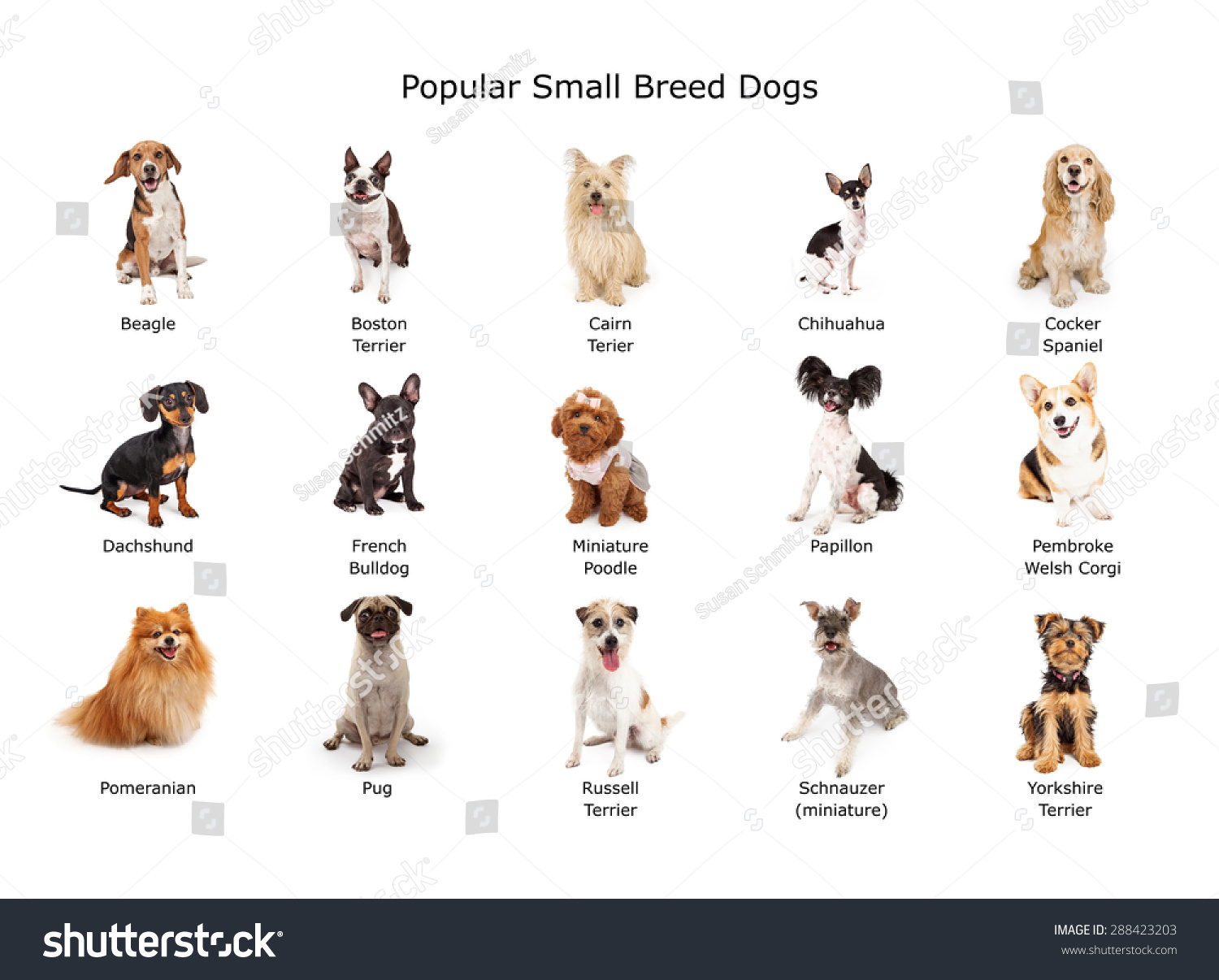 A Group Of Fifteen Common Small Breed Domestic Dogs Stock Photo