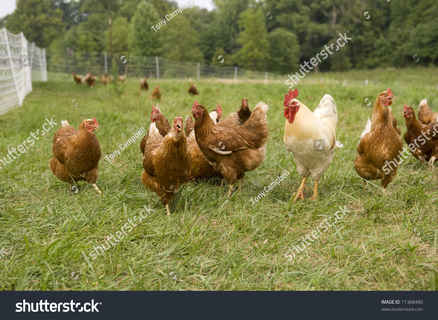 Group Pasture Raised Chickens On Farm Stock Photo 11368480 Shutterstock