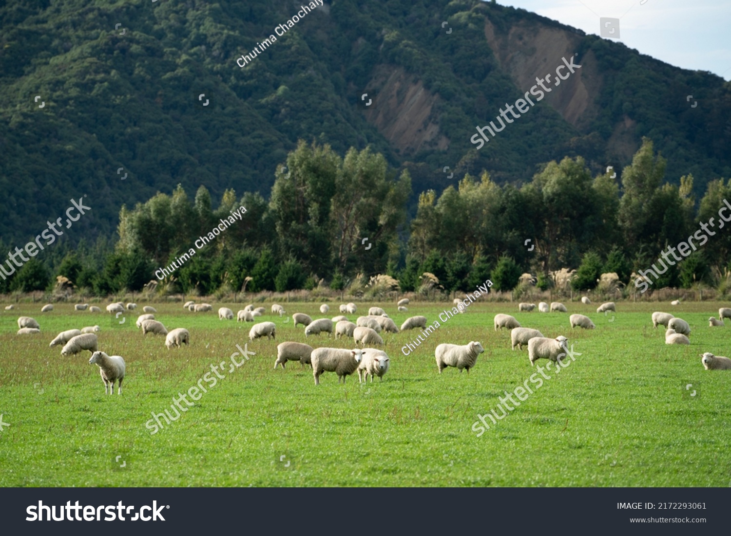 Group Sheeps Standing Field Eating Grass Stock Photo 2172293061