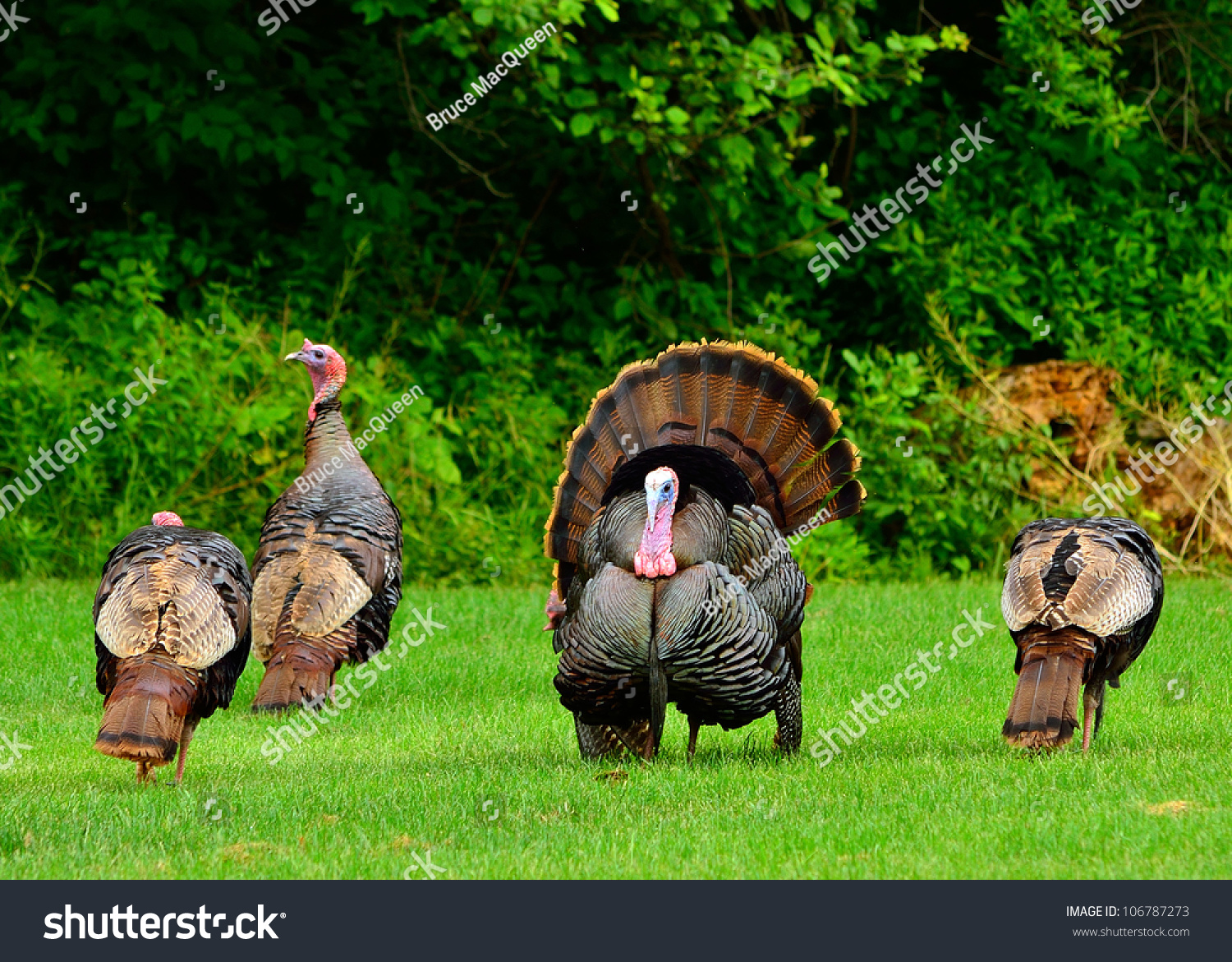 Group Wild Turkeys Strutting Spring Mating Stock Photo 106787273 ...