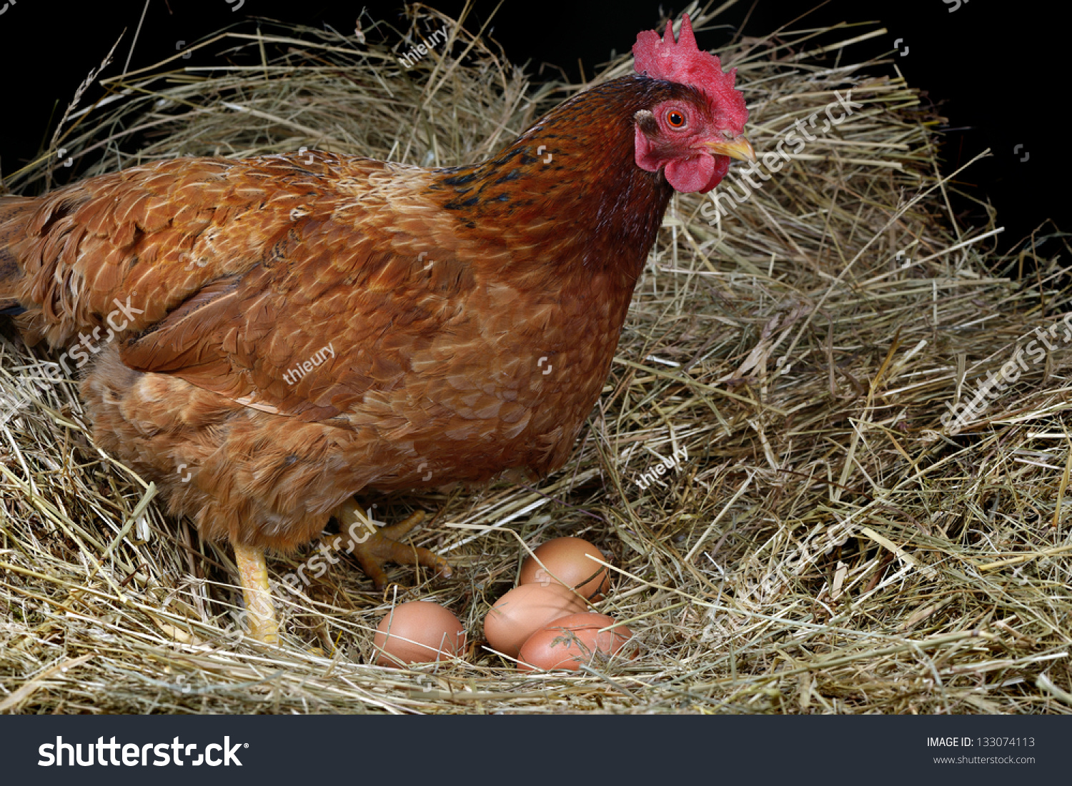 A Hen Laying Eggs In Its Nest Stock Photo Shutterstock