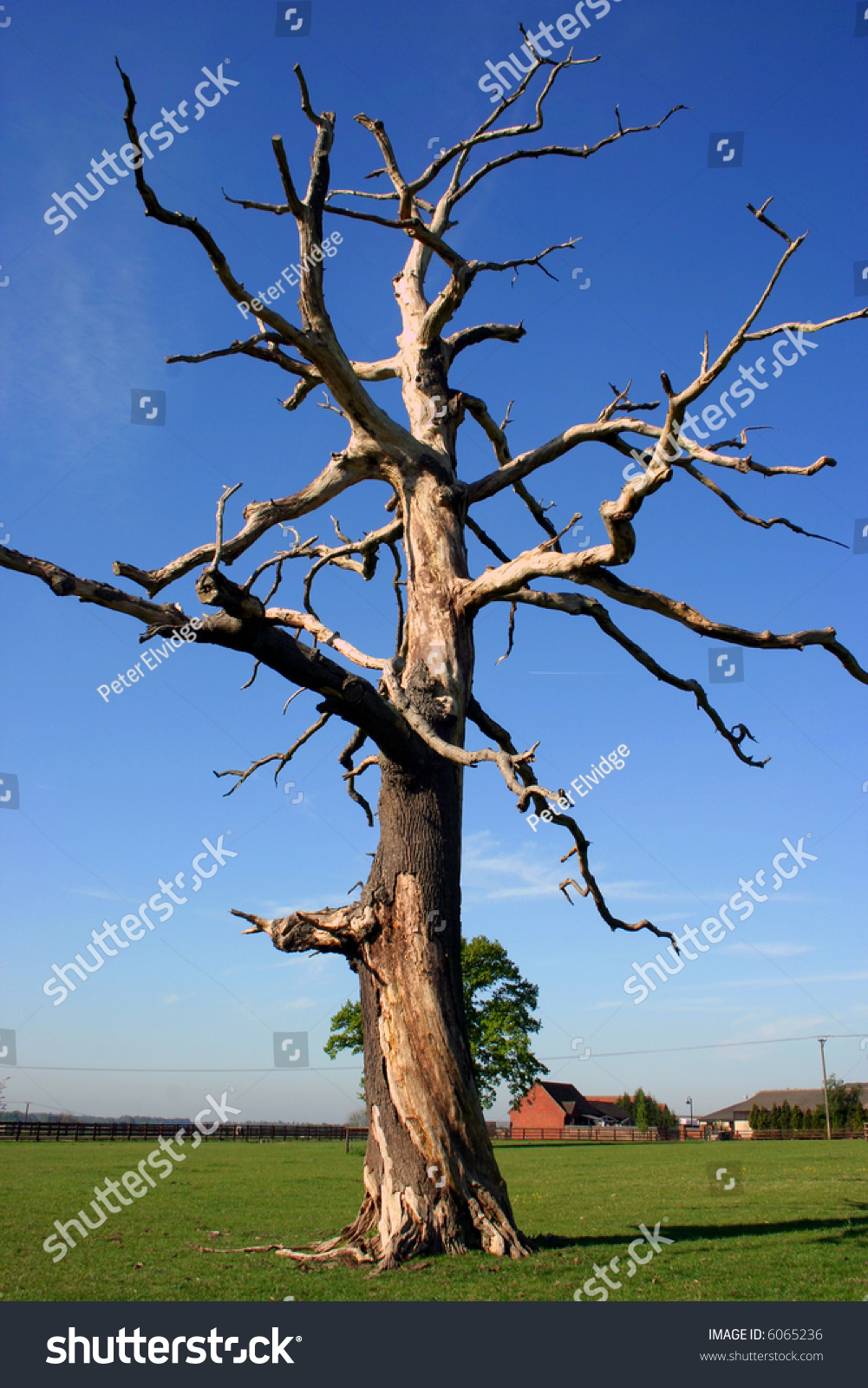 A Large Dead Tree, Branches Thrown Out In All Angles, Shows Its Structure Against A Clear Blue