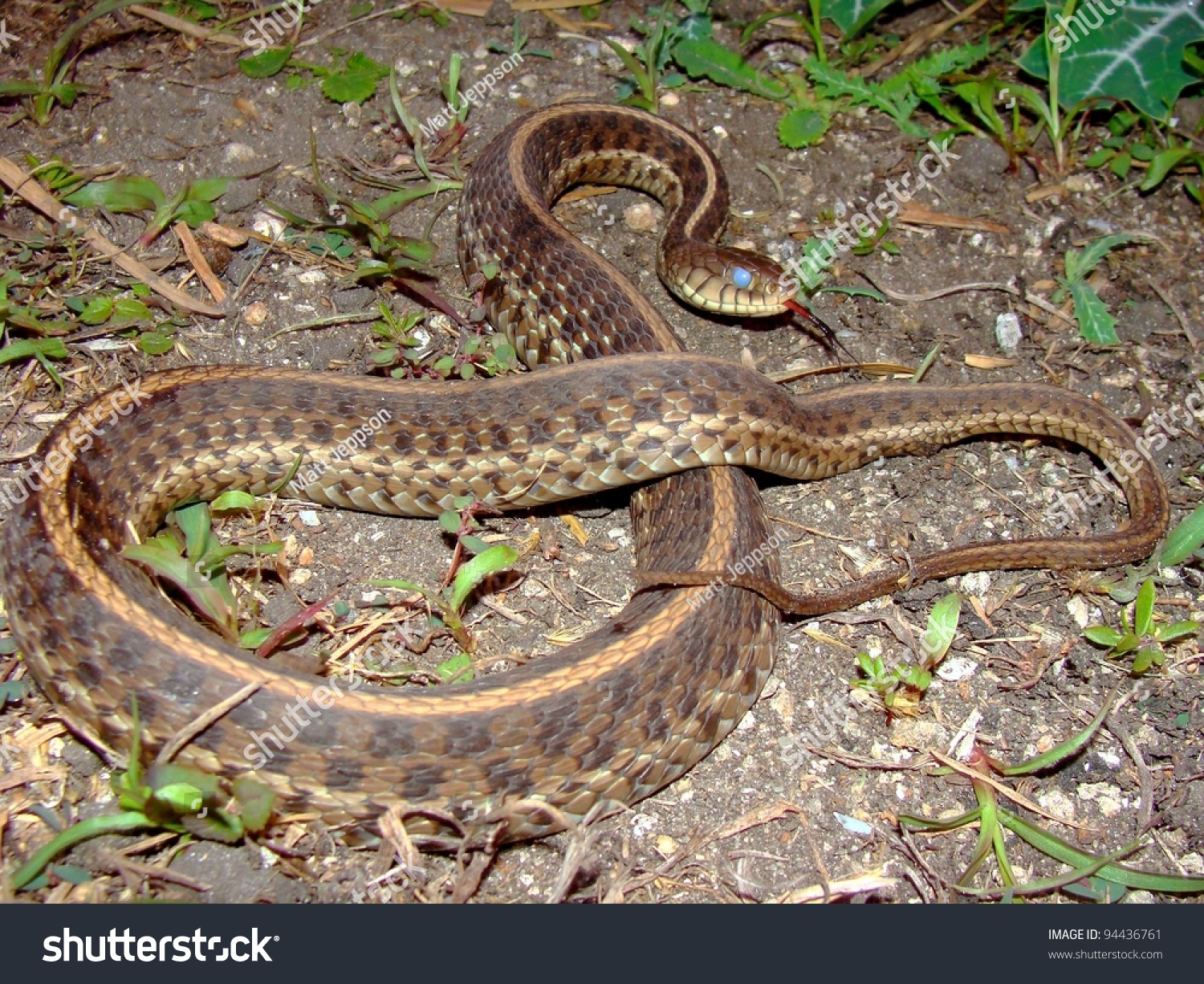 Large Eastern Garter Snake Thamnophis Sirtalis Stock Photo 94436761 ...