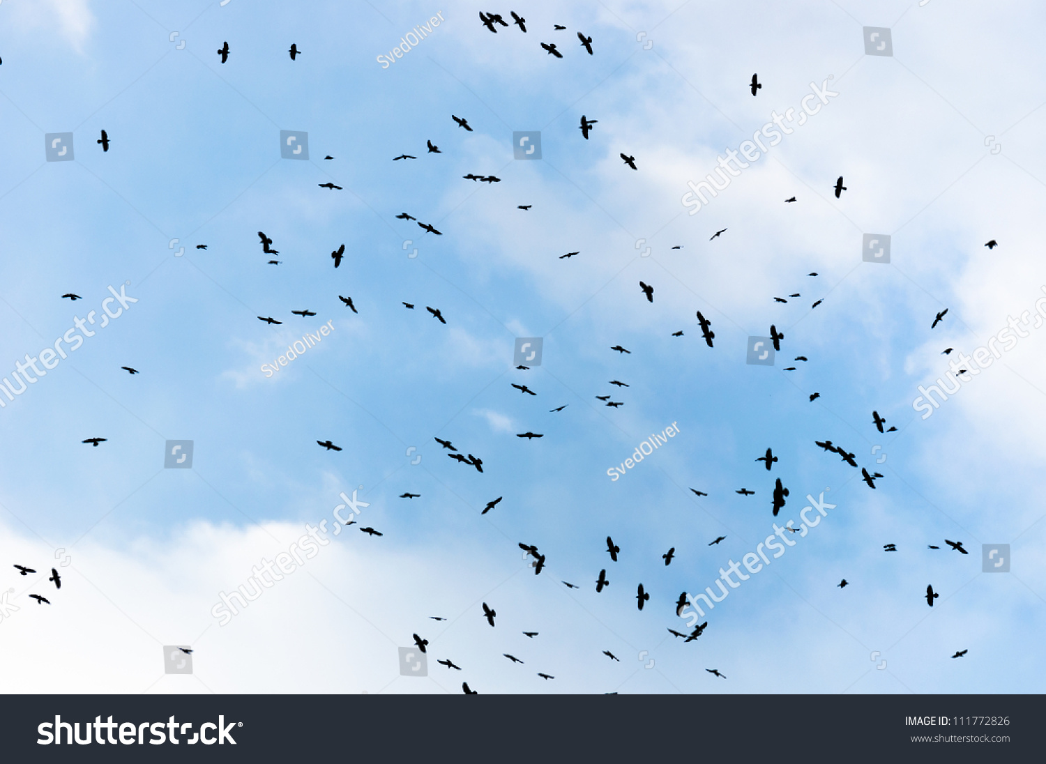 Large Group Of Crows