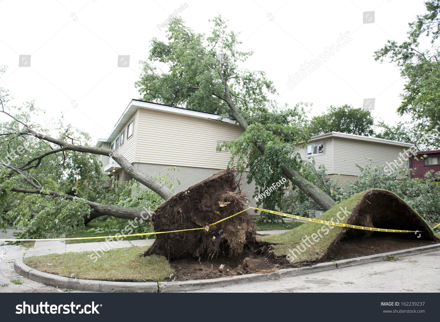 A Large Tree Fell Over Onto A Home After A Wind Storm. Stock Photo ...