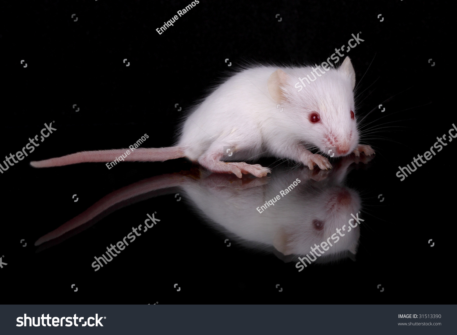 Little White Mouse Red Eyes Stock Photo 31513390 Shutterstock