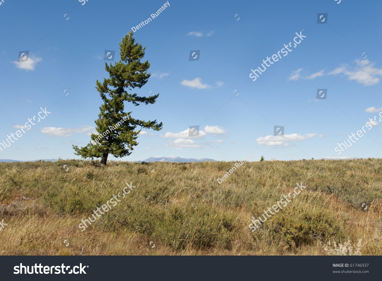 A Lone Pine Tree On The High Desert With The Centennial Mountains In