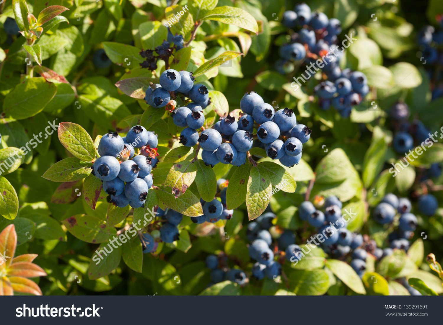 A Medium Shot Of A Field Of Blueberries In Maine, Usa During Mid August