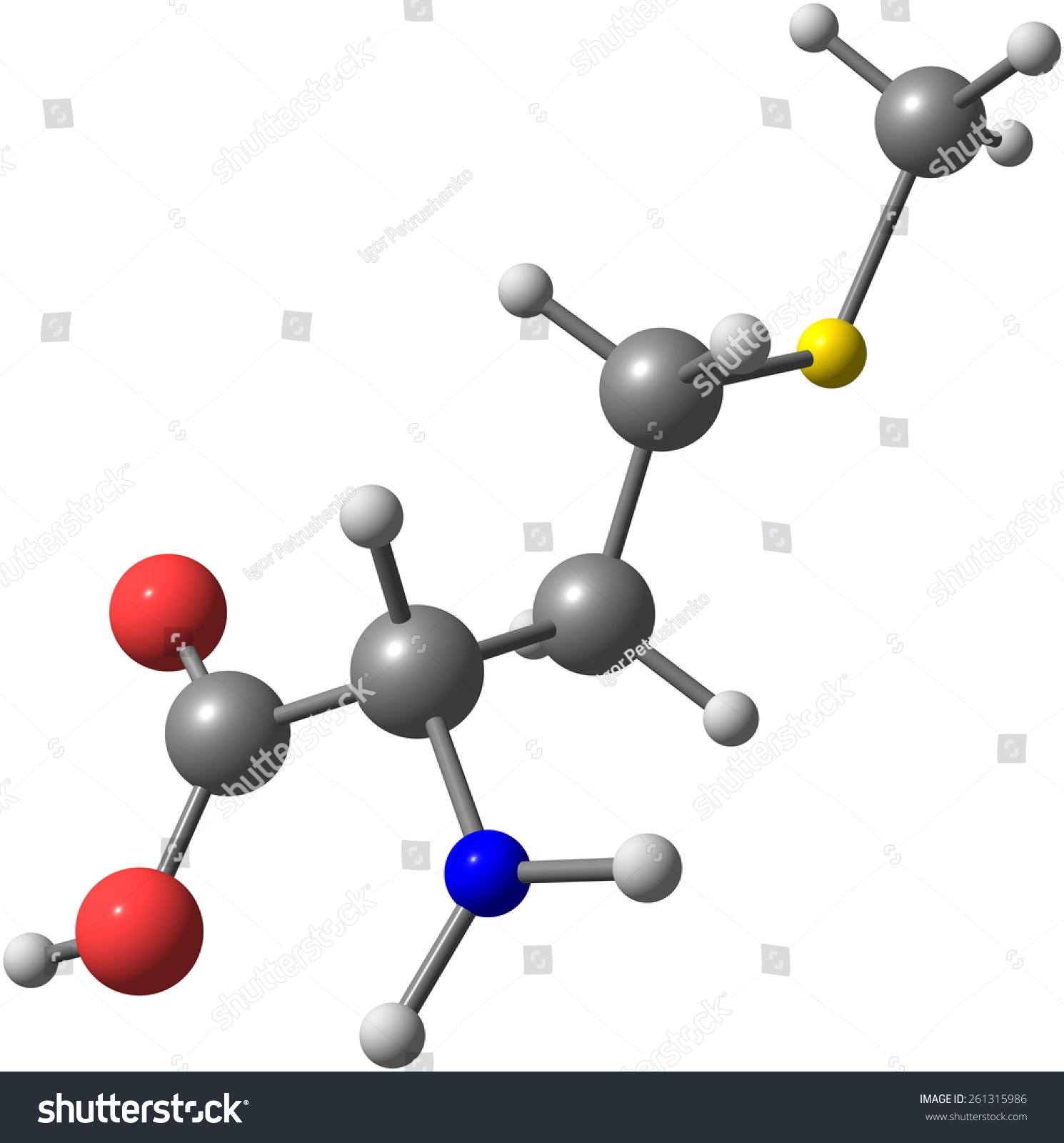 amino acids are the building blocks of