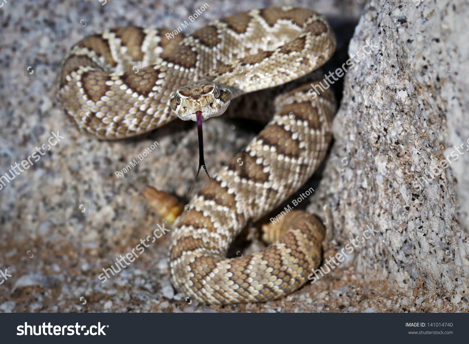 Mojave Mohave Rattlesnake Crotalus Scutulatus Rattles Stock Photo ...