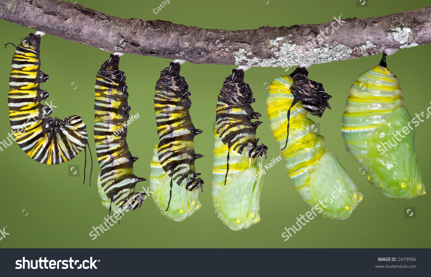 A Monarch Caterpillar Is Shown In Various Stages Of Shedding Until The