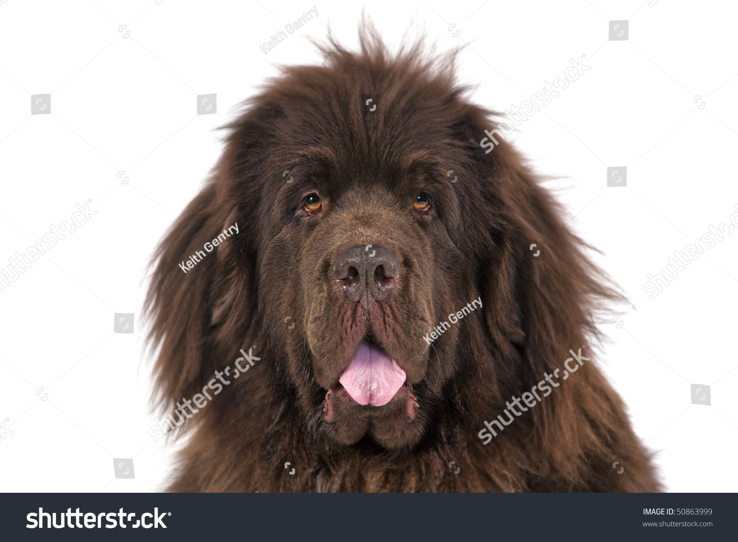 A Pedigree Newfoundland Terrier On A White Background Stock Photo 