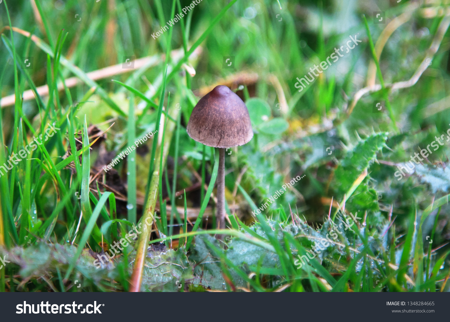 Petticoat Mottlegill Mushroom Panaeolus Papilionaceus Grows Stock Photo