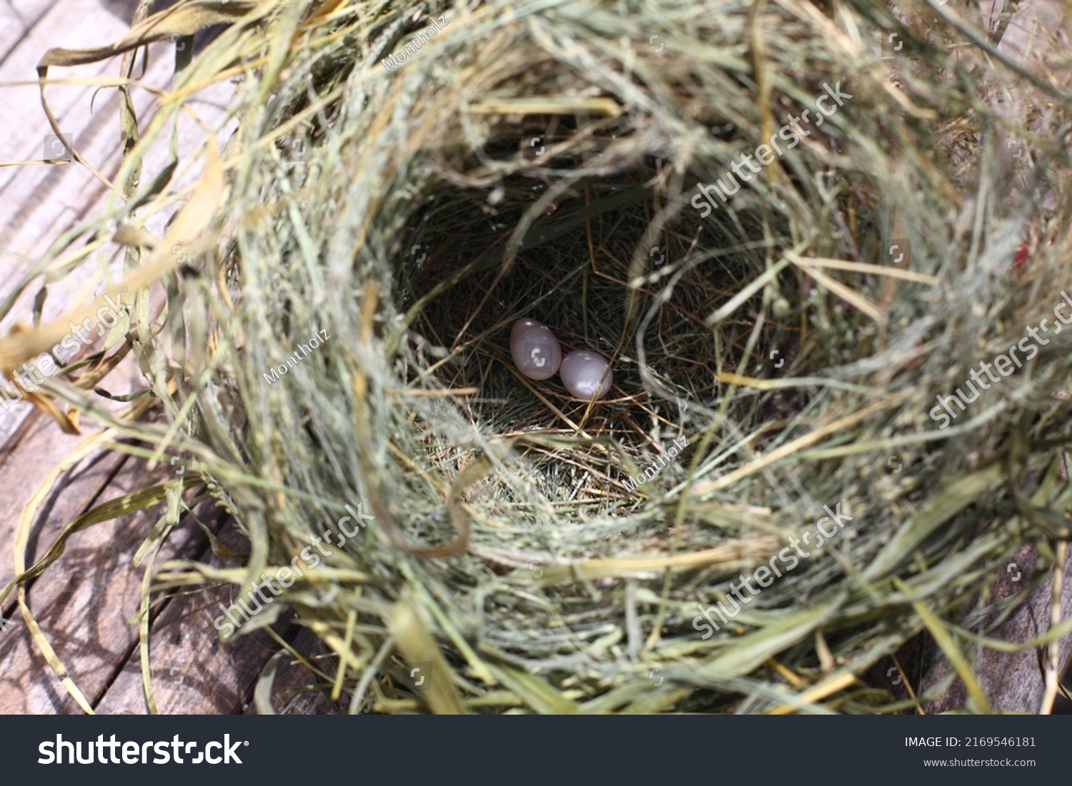 Photograph Birds Nest Made Grass Leaves Stock Photo 2169546181