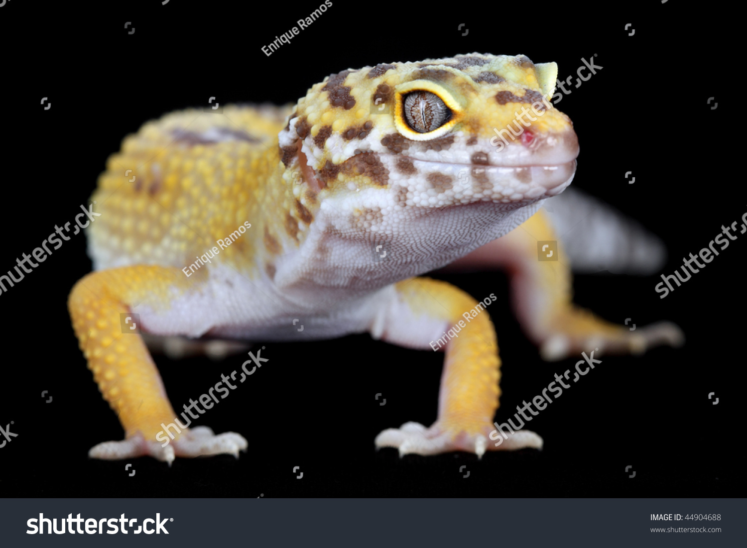 A Picture Of A Little And Beautiful Leopard Gecko Stock Photo 44904688