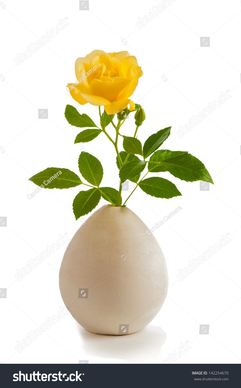Single White Rose Stem