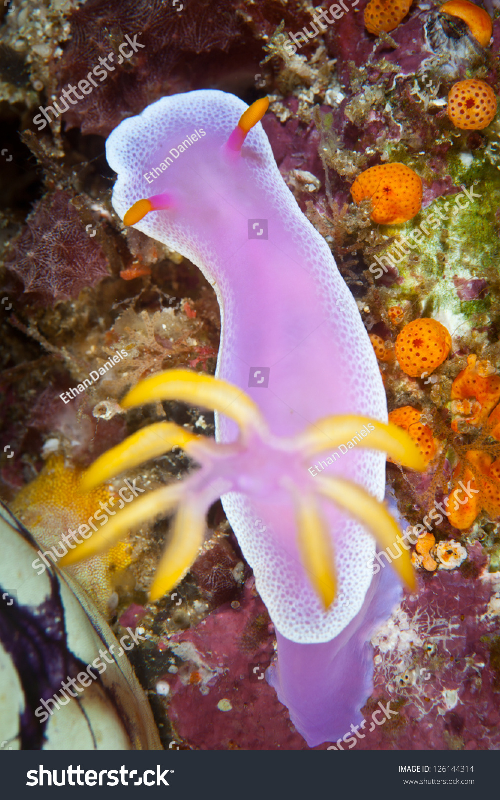 A Purple Nudibranch (Hypselodoris Bullocki) Crawls Across A Coral Reef