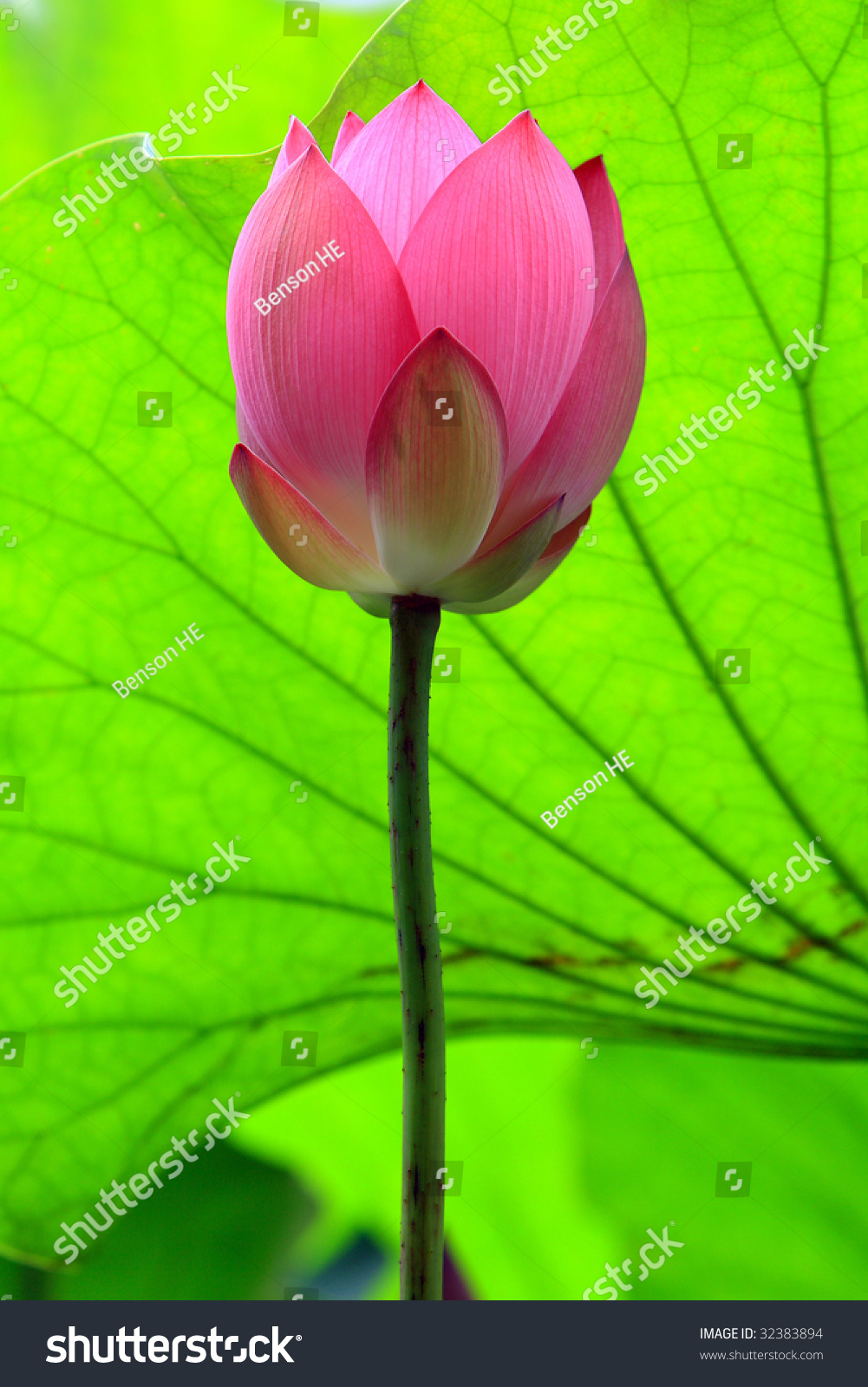 A Red Lotus Flower Bud In Blossom Stock Photo   Image Of Bright