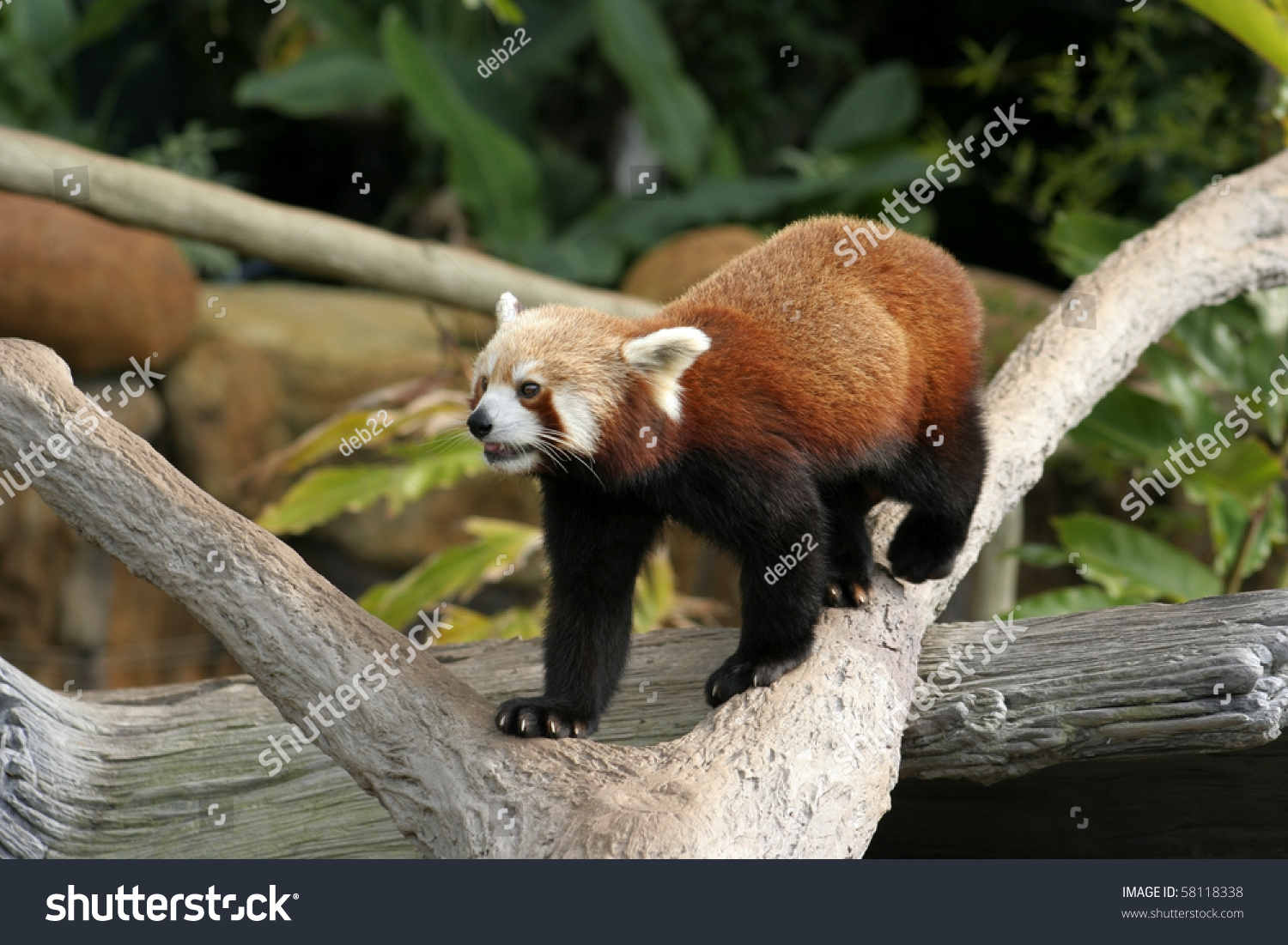 The Panda Is Classified As Vulnerable A Panda Marking His Territory The Panda Is