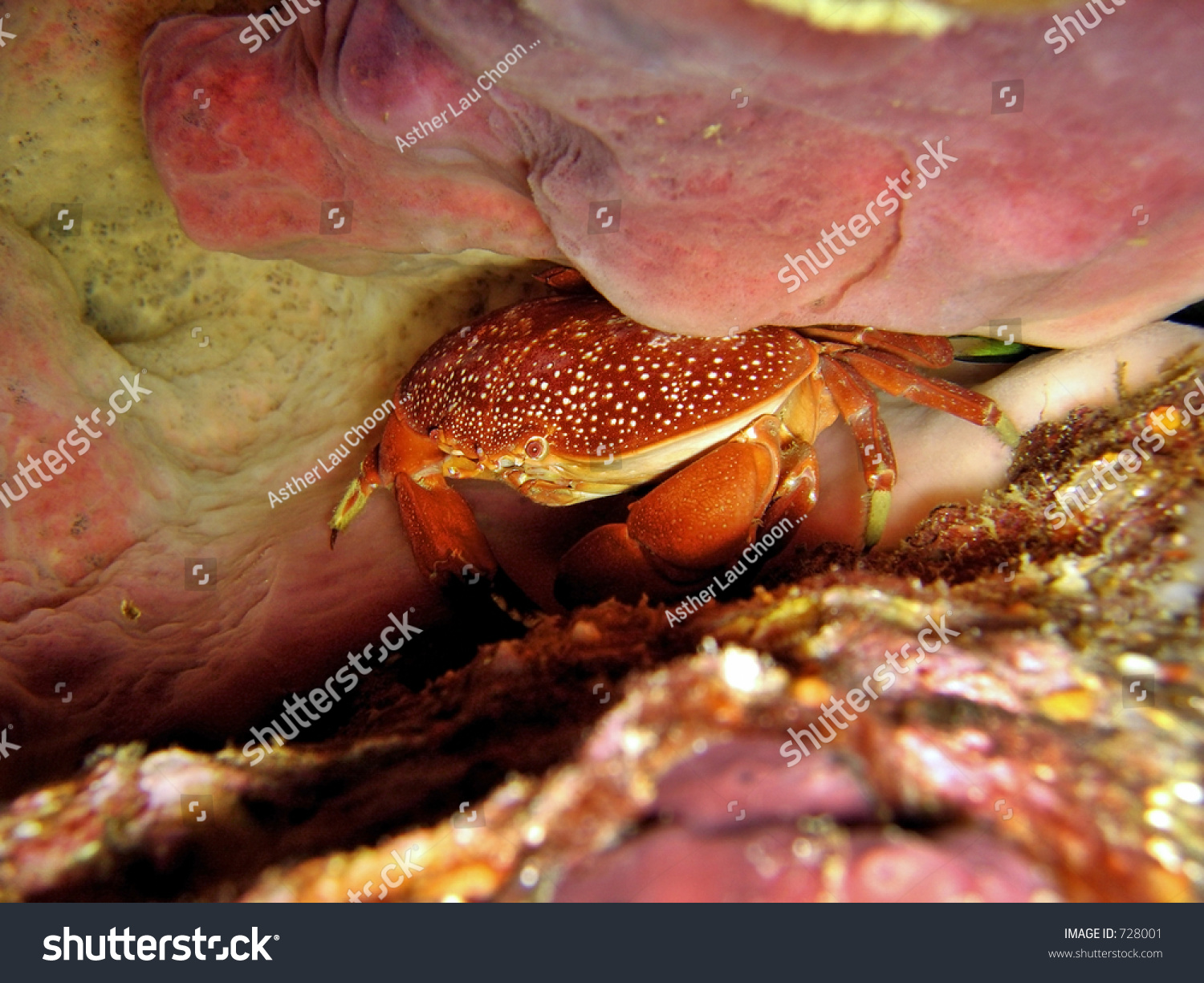 A Reef Crab Hiding In A Crevice From Predators Stock Photo 728001