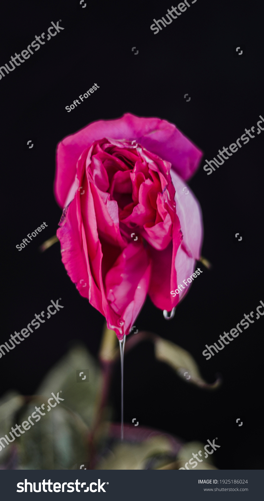 Rosebud Mimicking Female Vulva Flower Vagina Stock Photo Edit Now