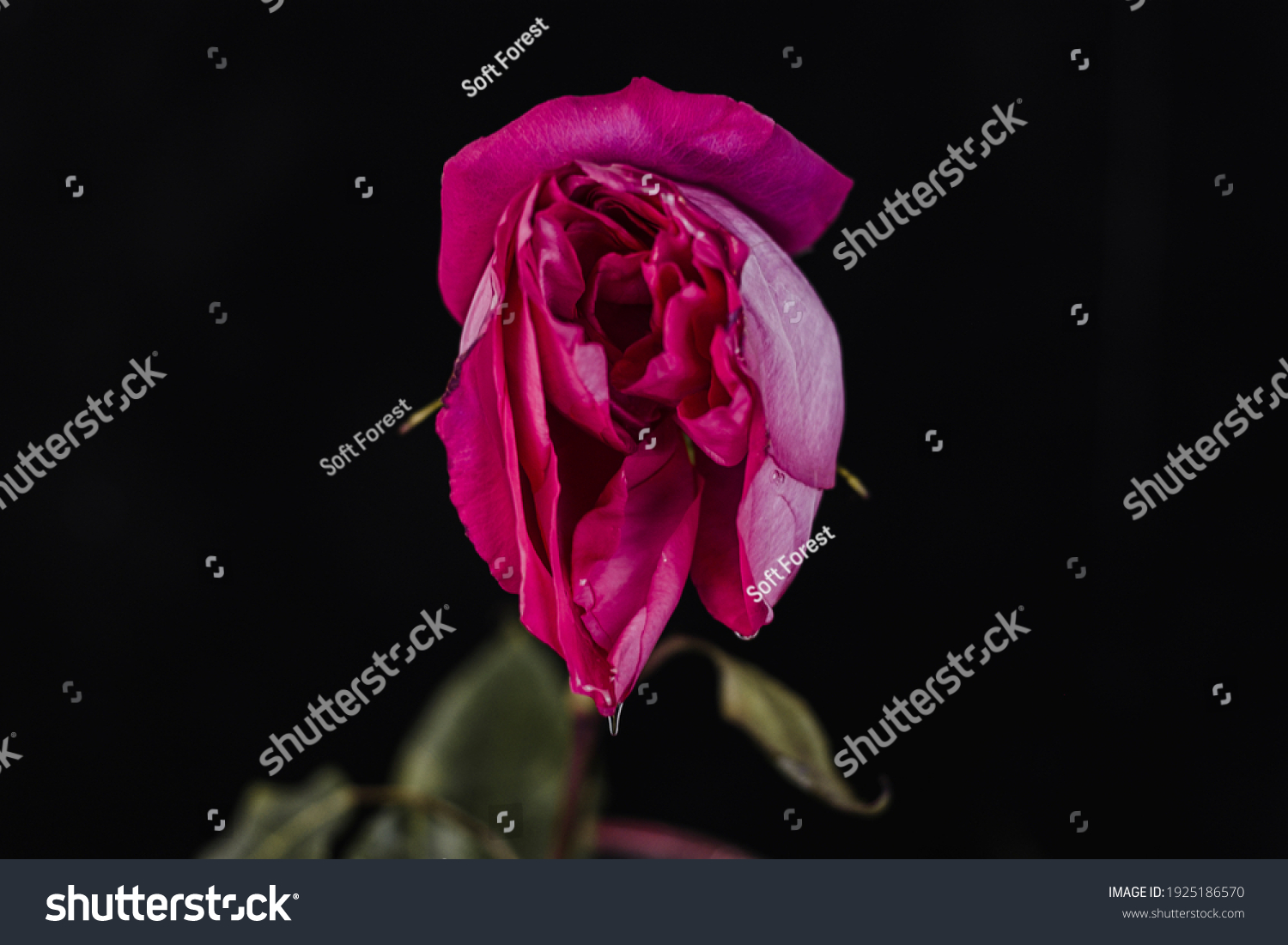 Rosebud Mimicking Female Vulva Flower Vagina стоковая фотография