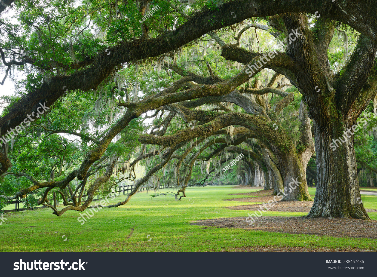 Row Old Oak Tree Plantation Near Stock Photo 288467486 - Shutterstock