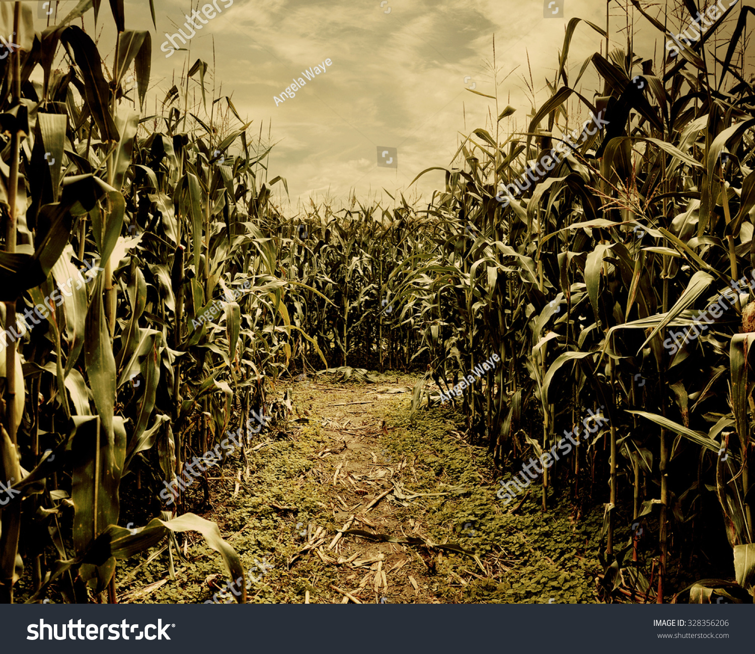 All 91+ Images spooky stalks haunted cornfield photos Sharp