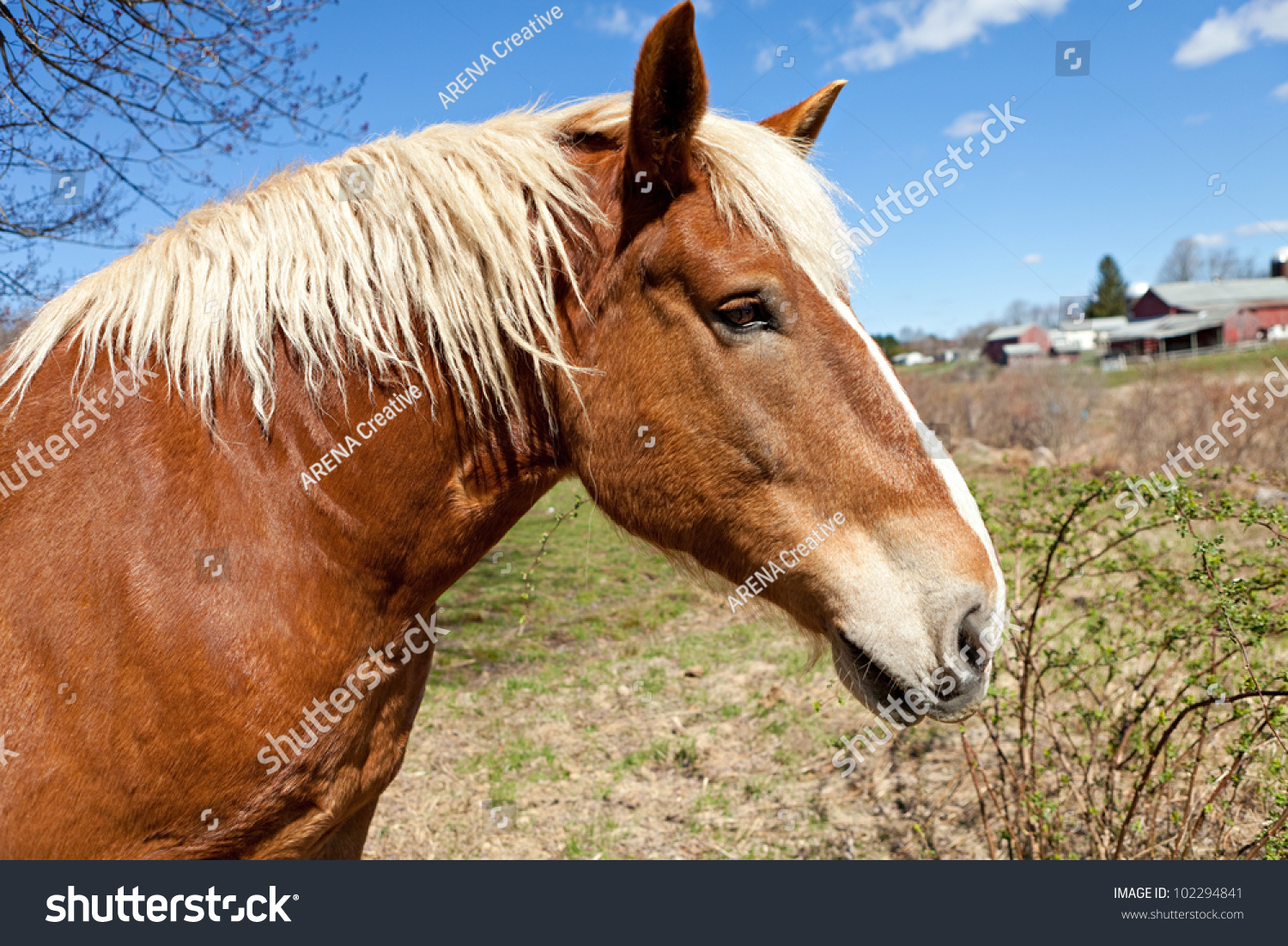 Single Brown Horse Blonde Mane Field Stock Photo Shutterstock 9333 | Hot Sex  Picture