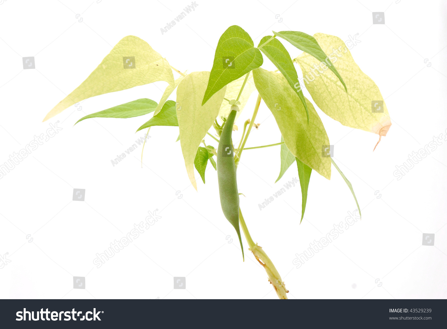 A Single Green Bean Growing On A Bean Plant. Image Isolated On White