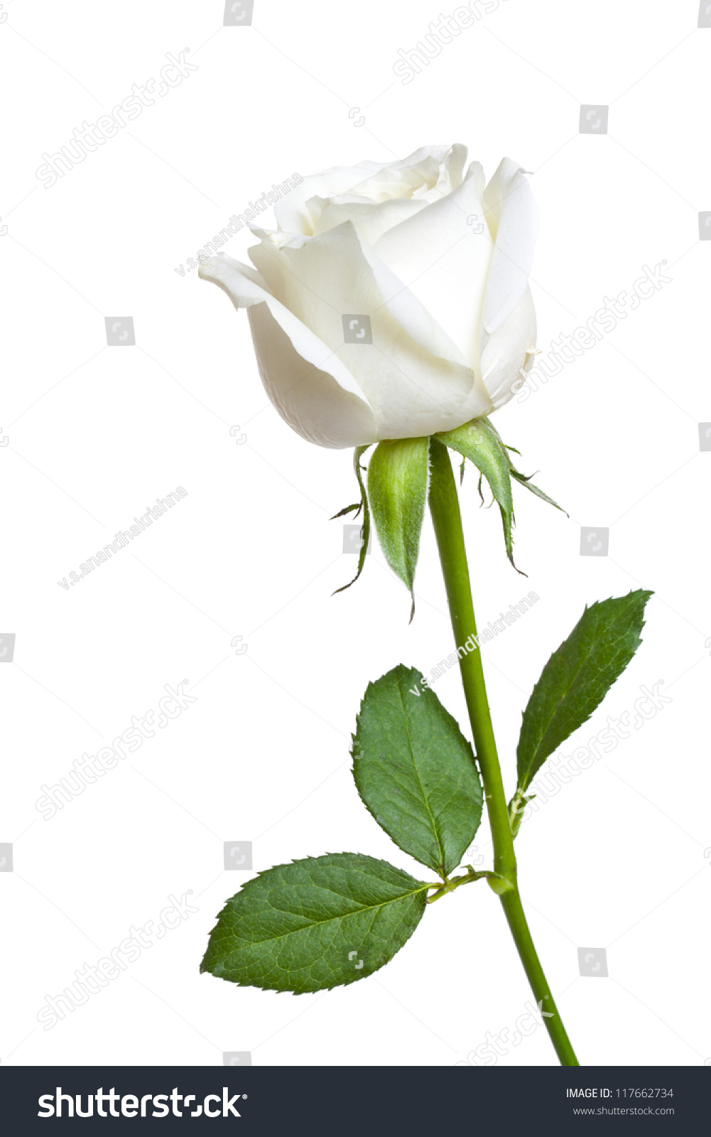 Single White Rose Stem