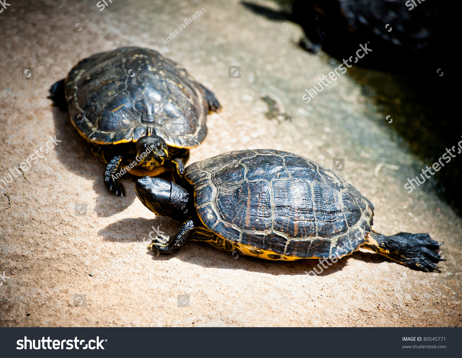 A Slow Moving Turtle With Its Protective Shell Stock Photo 80545771 